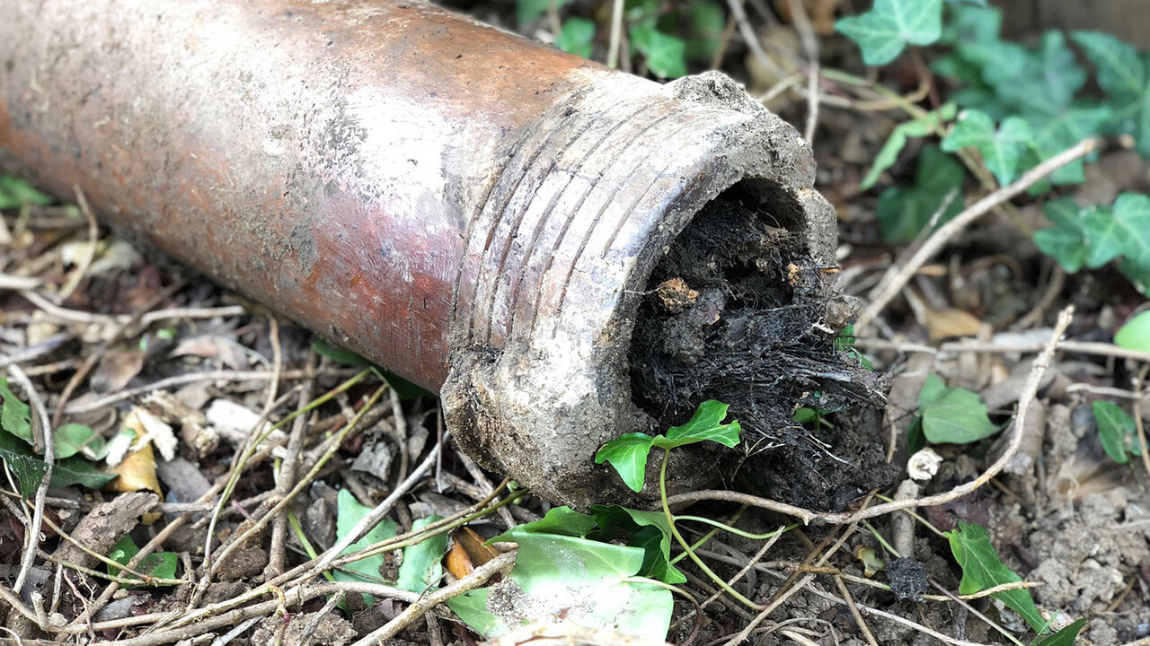 Clay sewer pipe completely clogged with invasive tree roots